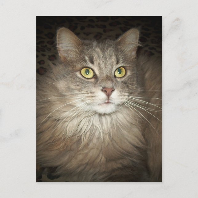 Cartão Postal Posicionamento (Frente)