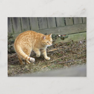 Cartão Postal Posicionamento de Gato Amarelo