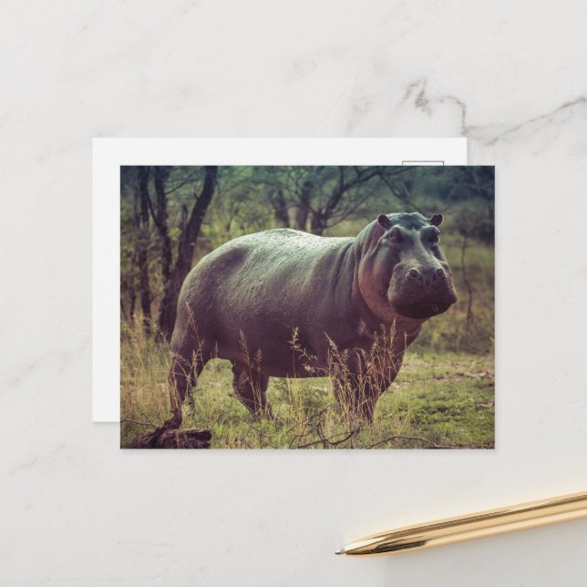Cartão Postal Posicionando Hippo na Câmara na Folhagem da África (Frente/Verso In Situ)