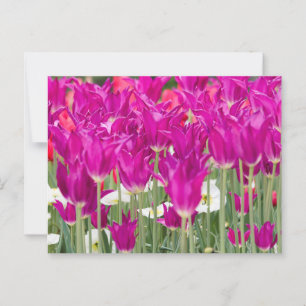 Cartão Postal Posições Rosa Púrpura Brilhantes