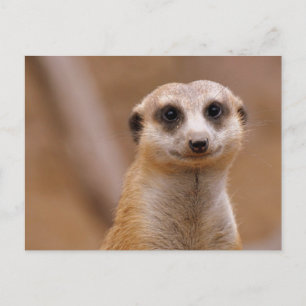 Cartão Postal Posing Meerkat