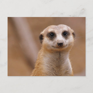Cartão Postal Posing Meerkat