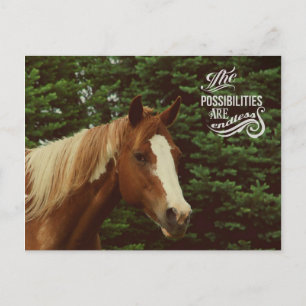 Cartão Postal Possibilidades Sem Fim Paint Horse Mare