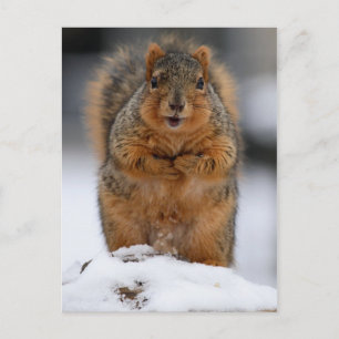 Cartão Postal Posso Apresentar-Me