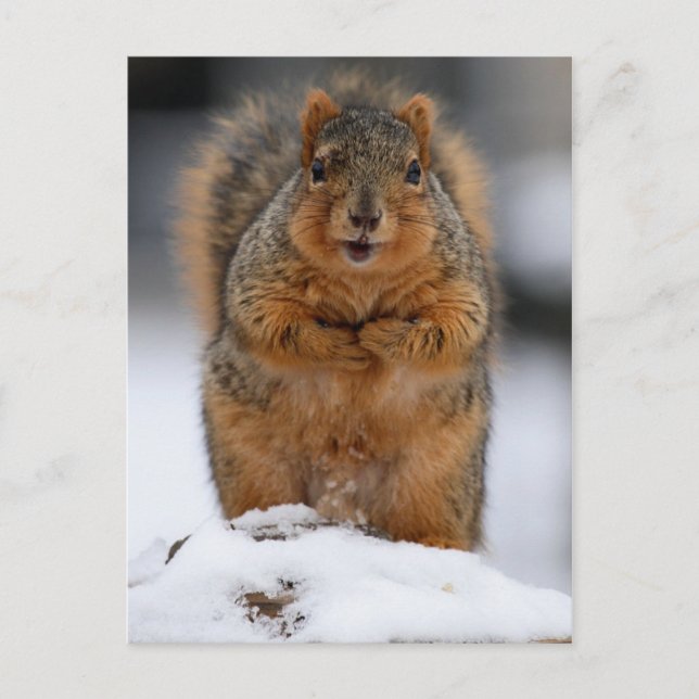 Cartão Postal Posso Apresentar-Me (Frente)
