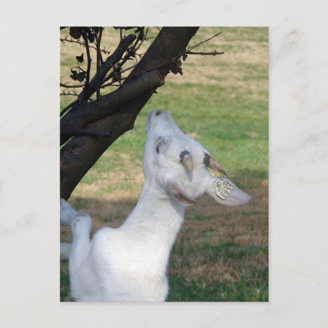 Cartão Postal Posso Subir Nesta Árvore? (Frente)