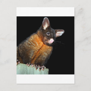 Cartão Postal Possum à noite