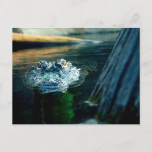 Cartão Postal POST CARD American Alligator North Carolina