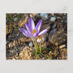 Cartão Postal postacard primavera de flor de krocos