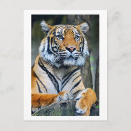 Cartão Postal Postagem Fotográfica sobre Animais Selvagens Tiger