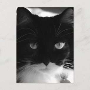CARTÃO POSTAL POSTAIS TUXEDO CAT