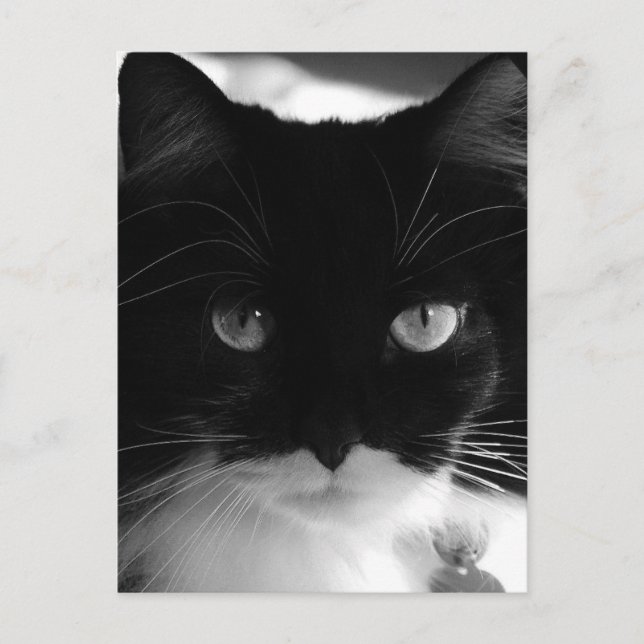 CARTÃO POSTAL POSTAIS TUXEDO CAT (Frente)