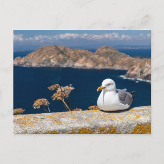Cartão Postal Postal gaviota en las Islas Cíes