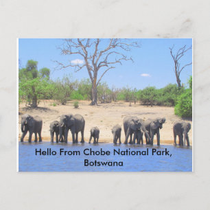 Cartão Postal Postar placas de elefante de seleção