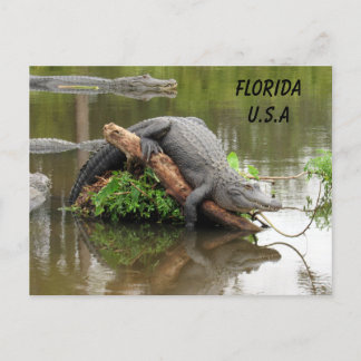 Cartão Postal Postatravessando Flórida Alligator com Caixa de ID