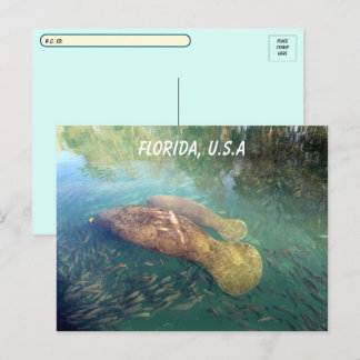 Cartão Postal Postatravessando Flórida Manatee e Baby w ID Box