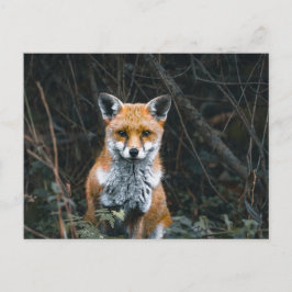 Cartão Postal Postcard