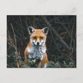 Cartão Postal Postcard