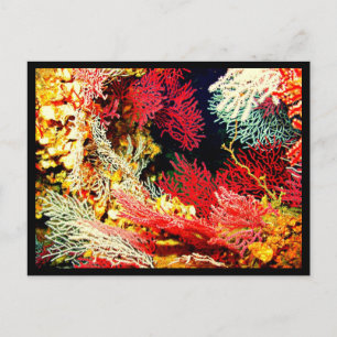 Cartão Postal Postcard-Aquatic Gallery-26