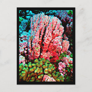 Cartão Postal Postcard-Aquatic Gallery-7