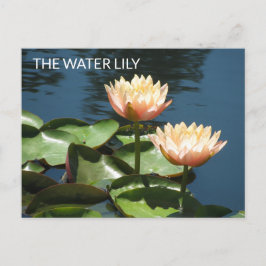Cartão Postal POSTCARD Artistic Photography The Water Lily