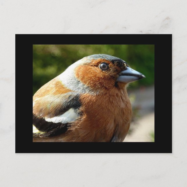 Cartão Postal PostCard de chaffinch (Frente)