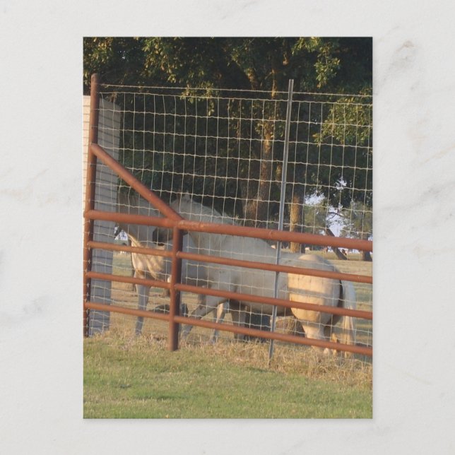 Cartão Postal PostCard de intervalo (Frente)