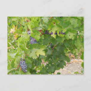 Cartão Postal Postcard: Dry Farmed Grapes on the Vine, John 15