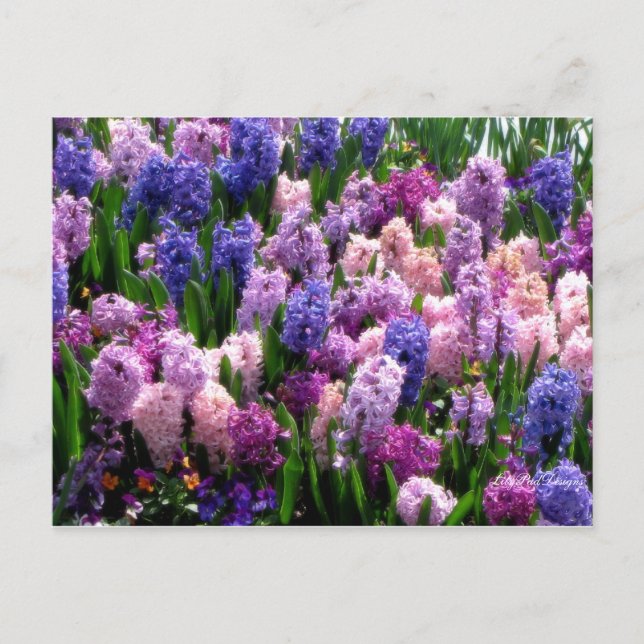 Cartão Postal Postcard Floral Common Hyacinth (Frente)