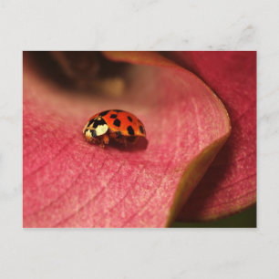 Cartão Postal Postcard-Insetts-The-Lady Bug