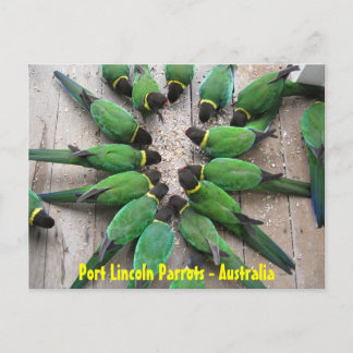 Cartão Postal POSTCARD - Port Lincoln Parrots Austrália
