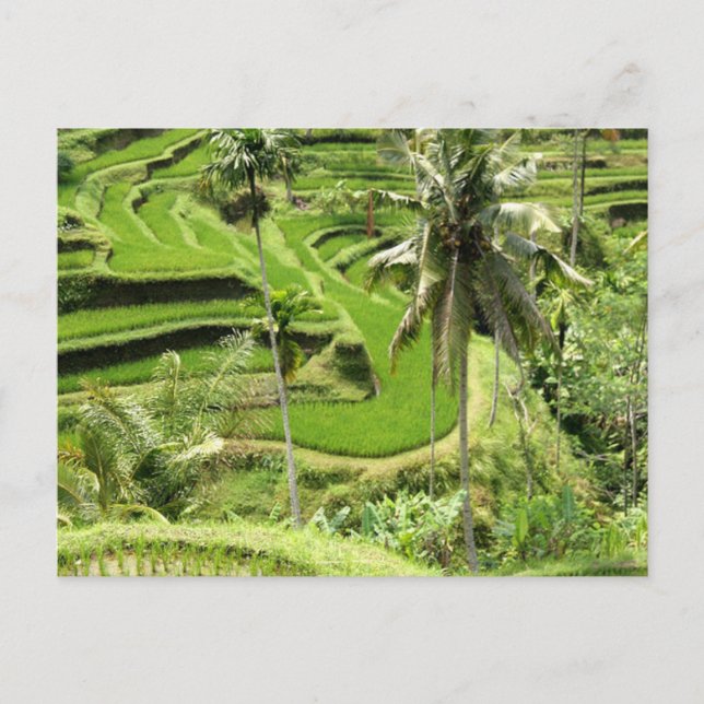 Cartão Postal Postcard Rice Fields, Bali (Frente)