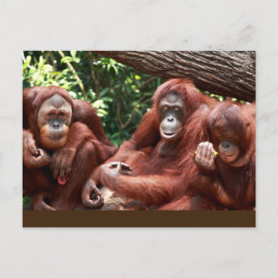 Cartão Postal PostCard sobre Orangutans para Cindy Noodleberry