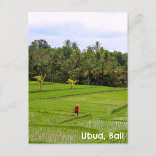 Cartão Postal Postcard Ubud Bali - Campos de arroz Indonésia