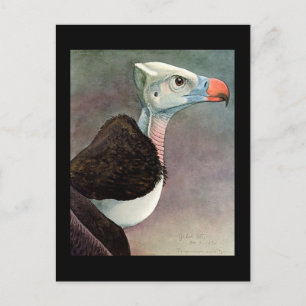 Cartão Postal Postcard-Vintage Chicago Art-Abyssinian Birds 12