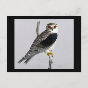 Cartão Postal Postcard-Vintage Chicago Art-Abyssinian Birds 17