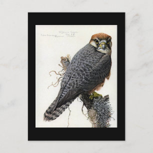 Cartão Postal Postcard-Vintage Chicago Art-Abyssinian Birds 2