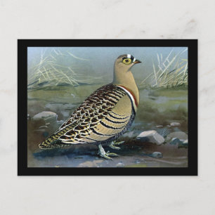 Cartão Postal Postcard-Vintage Chicago Art-Abyssinian Birds 5