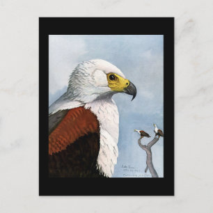 Cartão Postal Postcard-Vintage Chicago Art-Abyssinian Birds 9