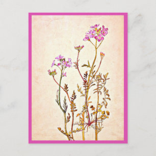 Cartão Postal Postcard-Vintage Ilustração-Beatrix Potter 1