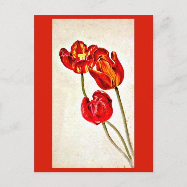 Cartão Postal Postcard-Vintage Ilustração-Beatrix Potter 5 (Frente)