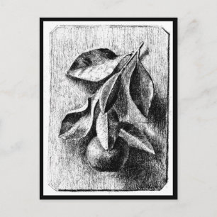 Cartão Postal Postcard-Vintage Ilustração-Beatrix Potter 8