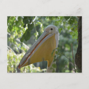 Cartão Postal Postcard with hiding pelican