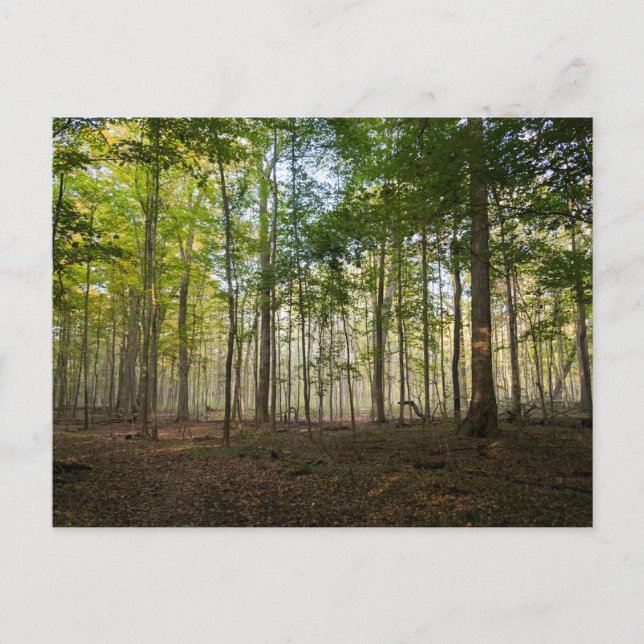 Cartão Postal Postcards of Nature Images (Frente)