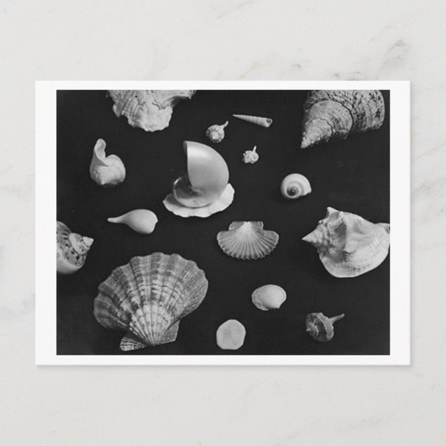 Cartão Postal POSTCARTÃO Hamptons 'Seashells' (Frente)