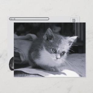 Cartão Postal Postcross - Bob in Thted - Black & White Cat