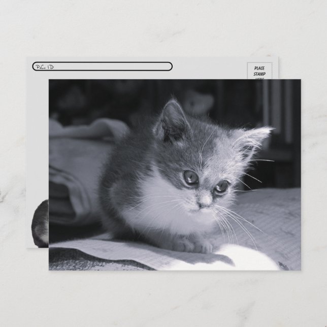 Cartão Postal Postcross - Bob in Thted - Black & White Cat (Frente/Verso)
