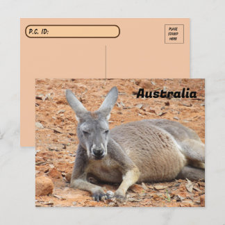 Cartão Postal Postcross Confidencial Kangaroo