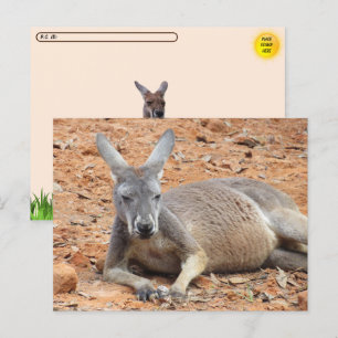 Cartão Postal Postcross Confidencial Kangaroo