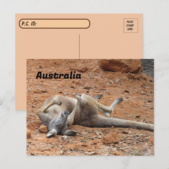 Cartão Postal Postcross Kangaroo Rolling / Tocando (Frente/Verso)